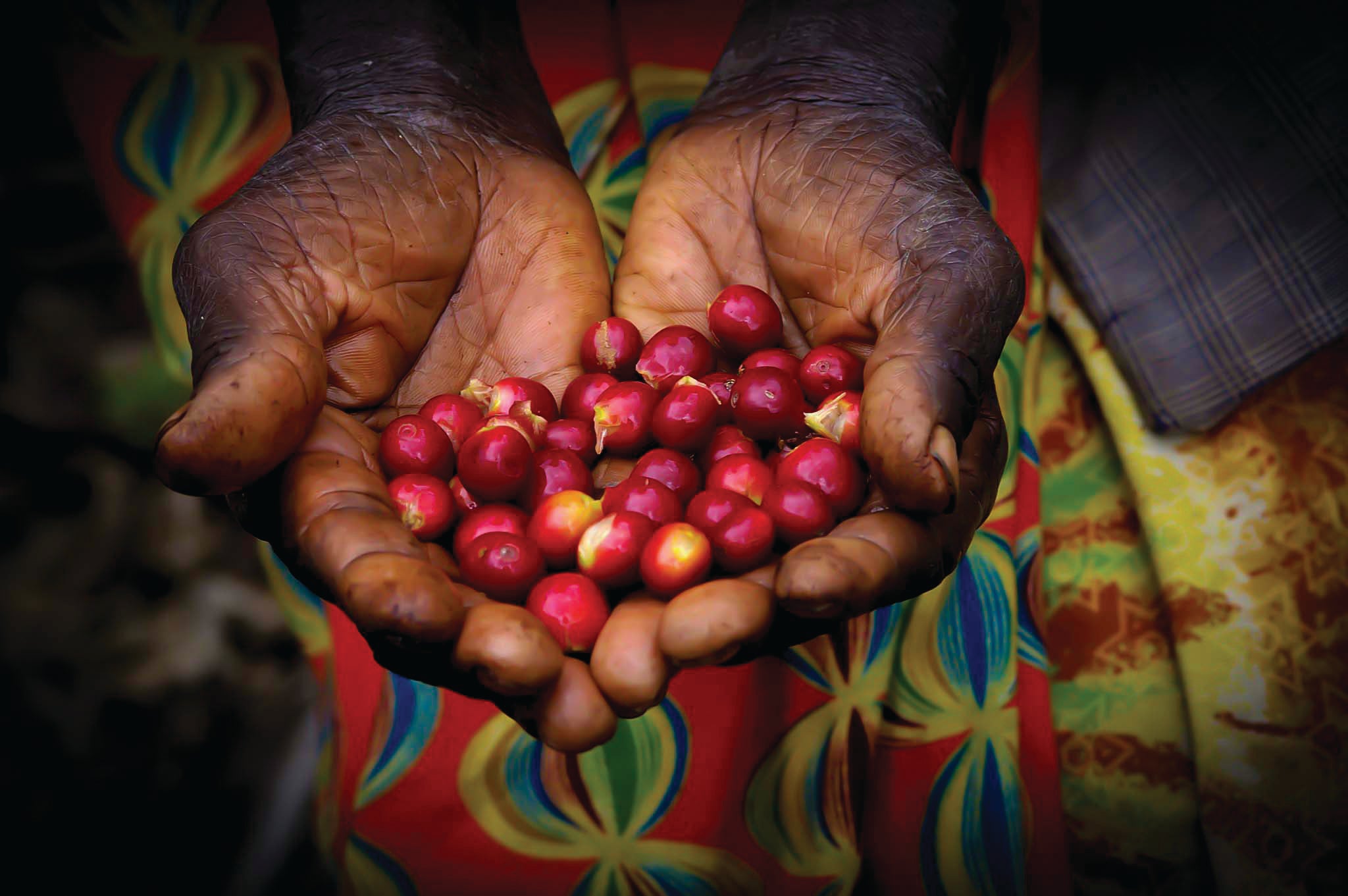 Cal Java Specialty Roasters