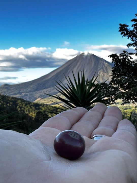 Guatemala -FTO (Wholesale)