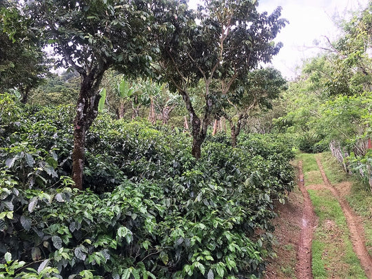 Costa Rica - Single Origin (Wholesale)