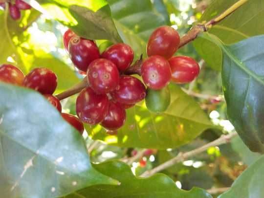 Decaf Colombia (Wholesale)