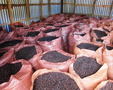 Ethiopia - FTO (Wholesale)