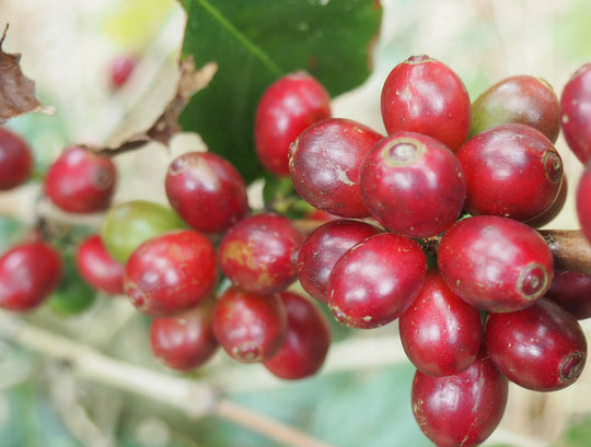 Ethiopia - FTO (Wholesale)